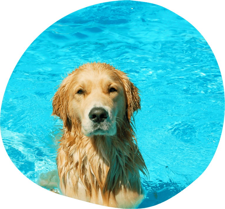 Swimming Dog PNG