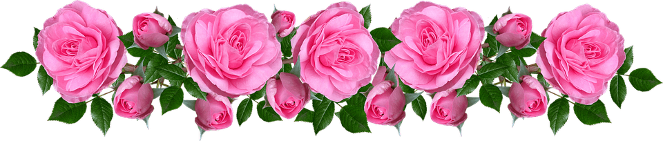 Pink Rose Border PNG
