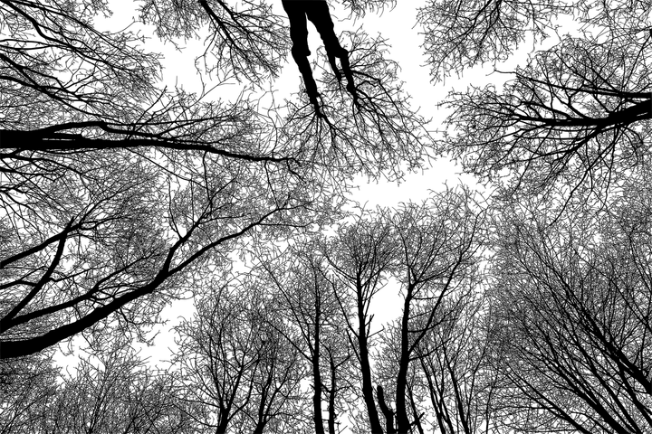Forest Tree PNG