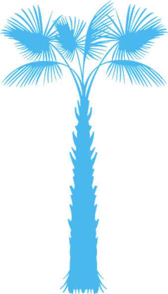 South Carolina Palm Tree PNG
