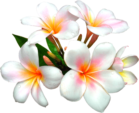 Real White Flower PNG