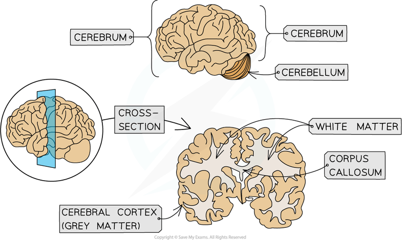 Human Brain PNG