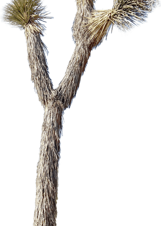 Joshua Tree PNG