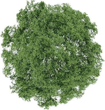 Tree Top View PNG