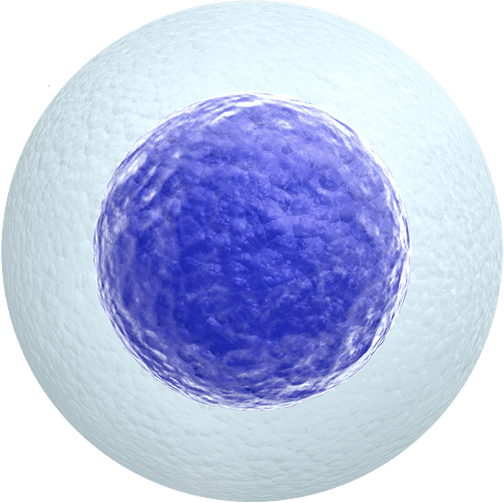 Body Cell PNG