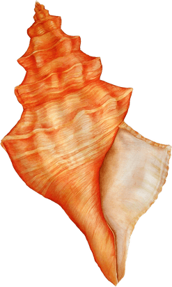 Concha PNG