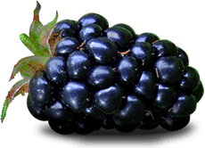 Blackberry Fruit PNG