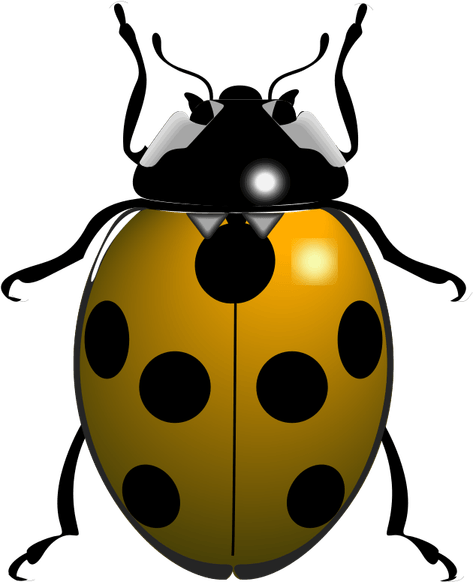 Ladybird Beetle PNG