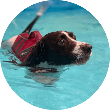 Swimming Dog PNG
