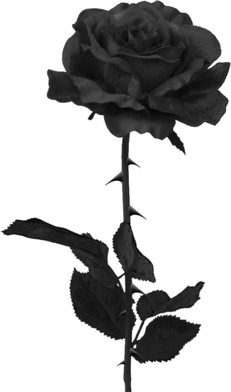 Black Rose Flower PNG