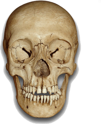 Skeleton Head PNG
