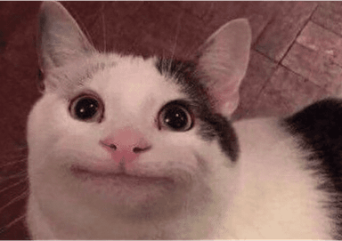 Polite Cat PNG