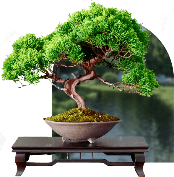 Juniper Tree PNG