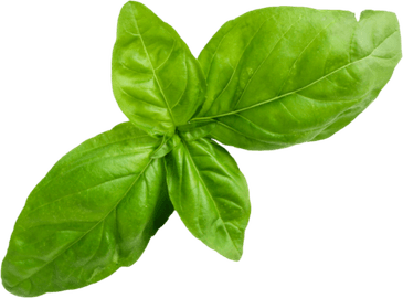Basil PNG