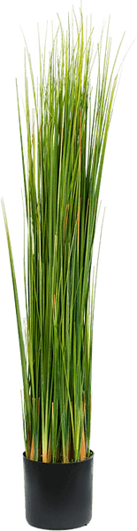 River Grass PNG