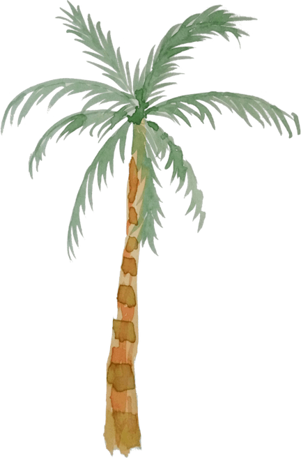 Watercolor Palm Tree PNG