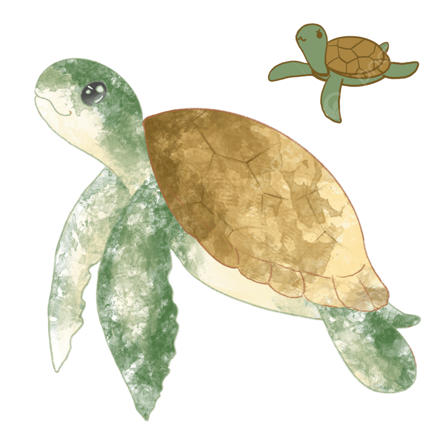 Sea Turtle PNG