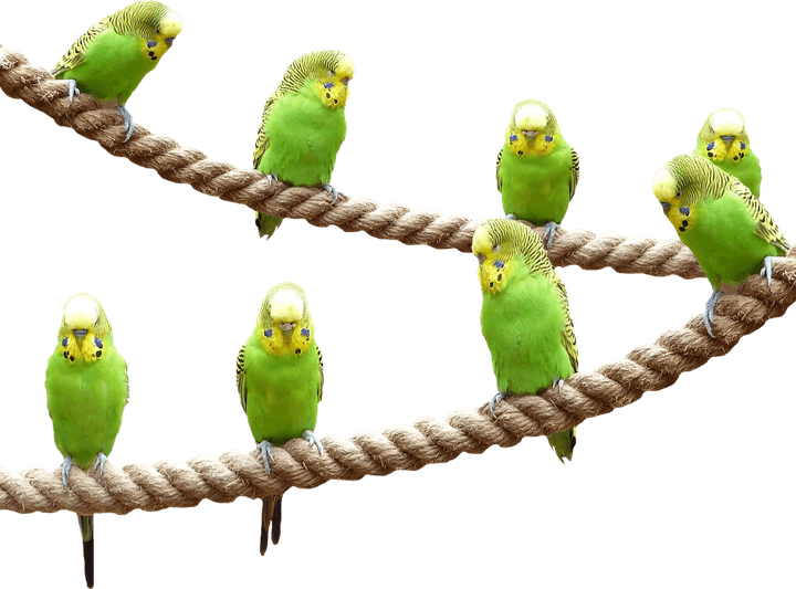 Budgerigar PNG