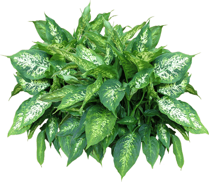 Plants PNG