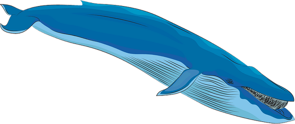Blue Whale PNG
