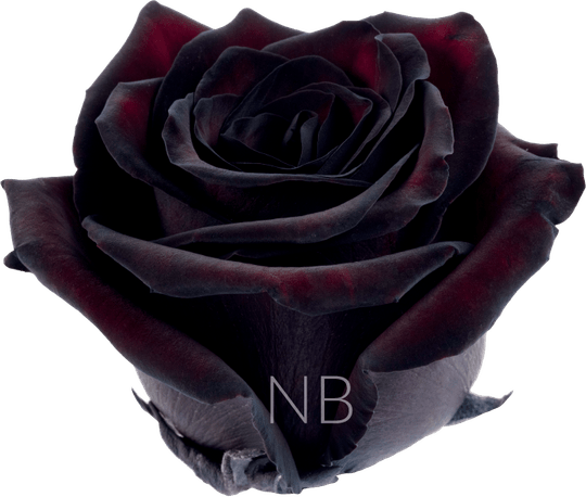Black Rose Flower PNG