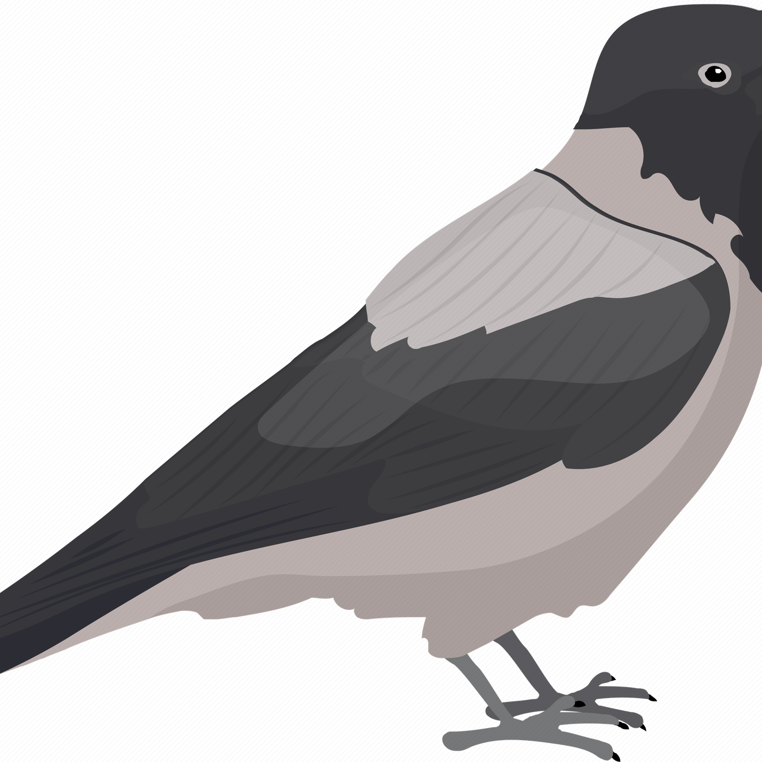 Pied Northern Cardinal PNG