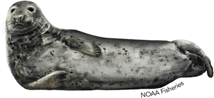 Eared Seals PNG