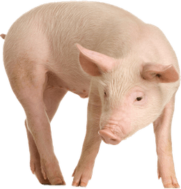 Pig PNG
