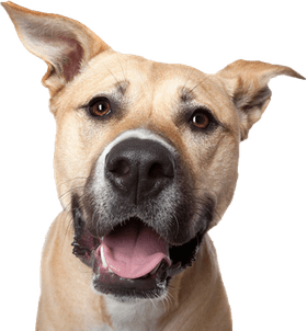 Dog Face PNG