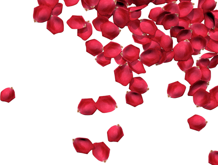 Rose Petals PNG