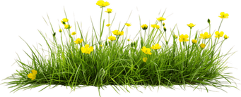 Flower With Grass PNG