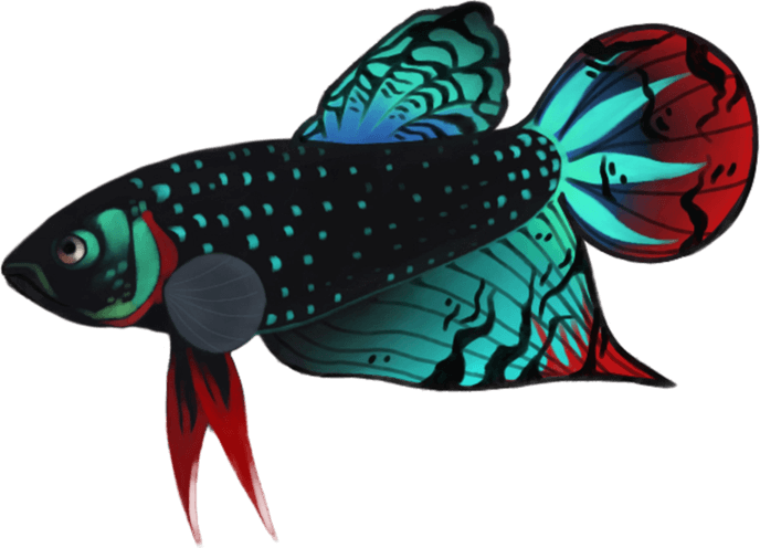 Betta PNG