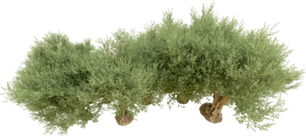 Jungle Grass PNG