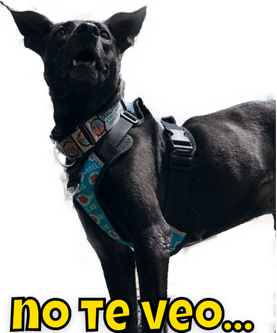 Beethoven Dog PNG