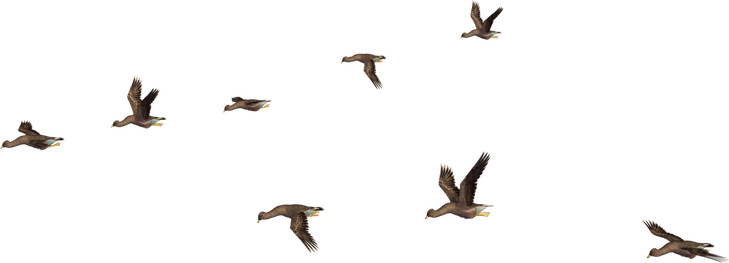 Flying Birds PNG