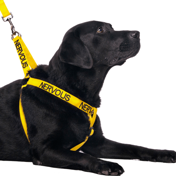 Nervous Dog PNG