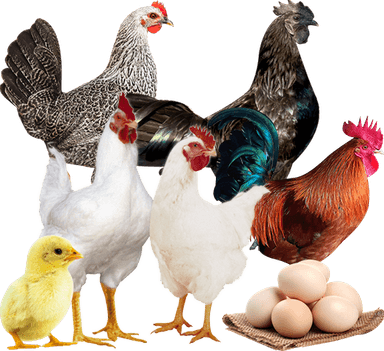 Chicken Laying Egg PNG