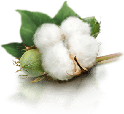 Organic Cotton PNG
