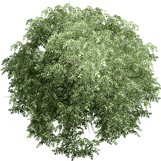 Tree Top View PNG