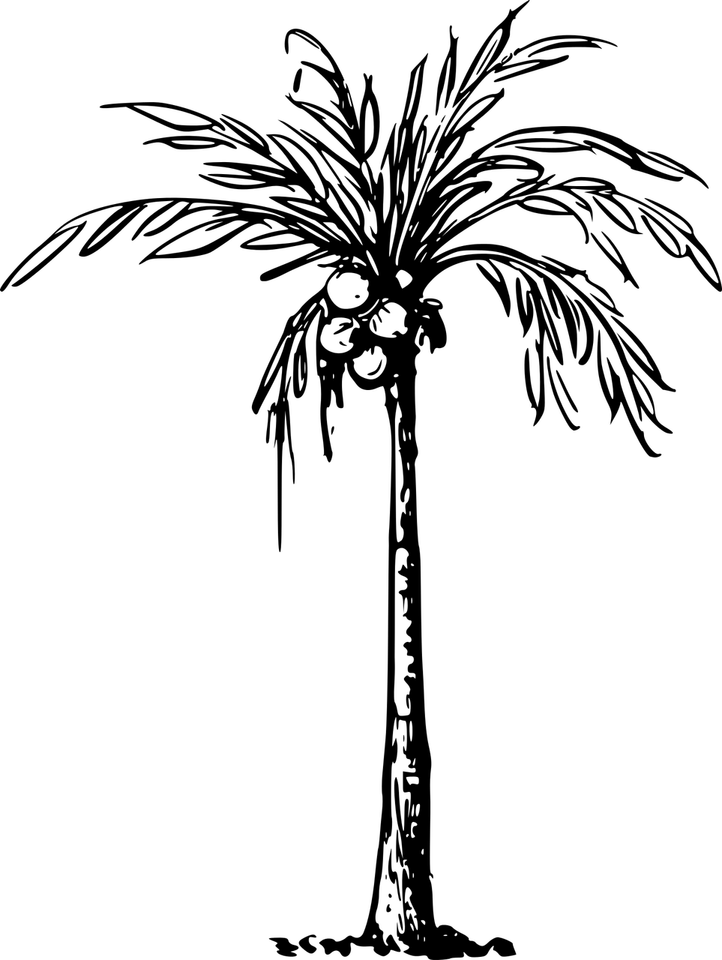Coconut Palm Tree PNG