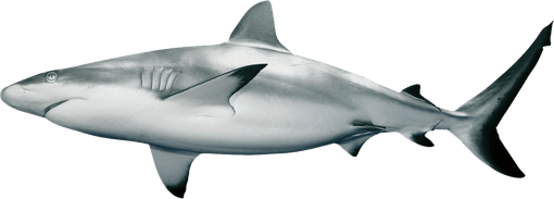 Megalodon PNG