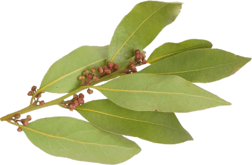 Bay Leaves PNG