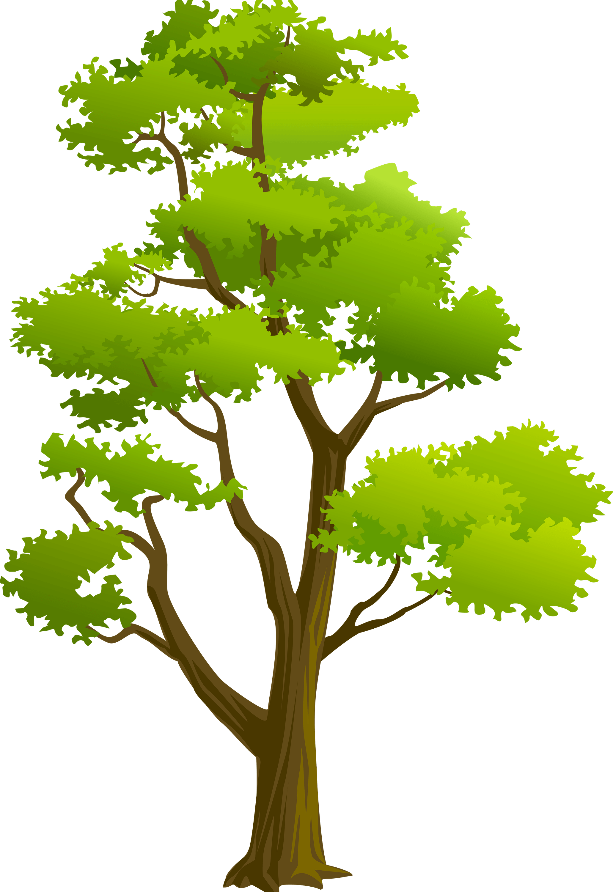 Tall Tree PNG
