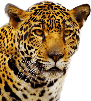 Jaguar Animal PNG