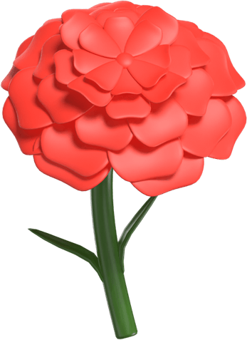 Carnation Flower PNG