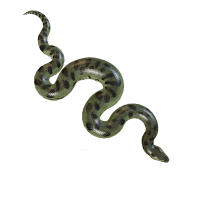 Anaconda PNG