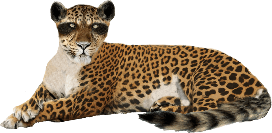 Leopards PNG