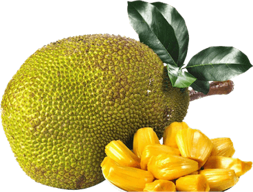 Breadfruit PNG