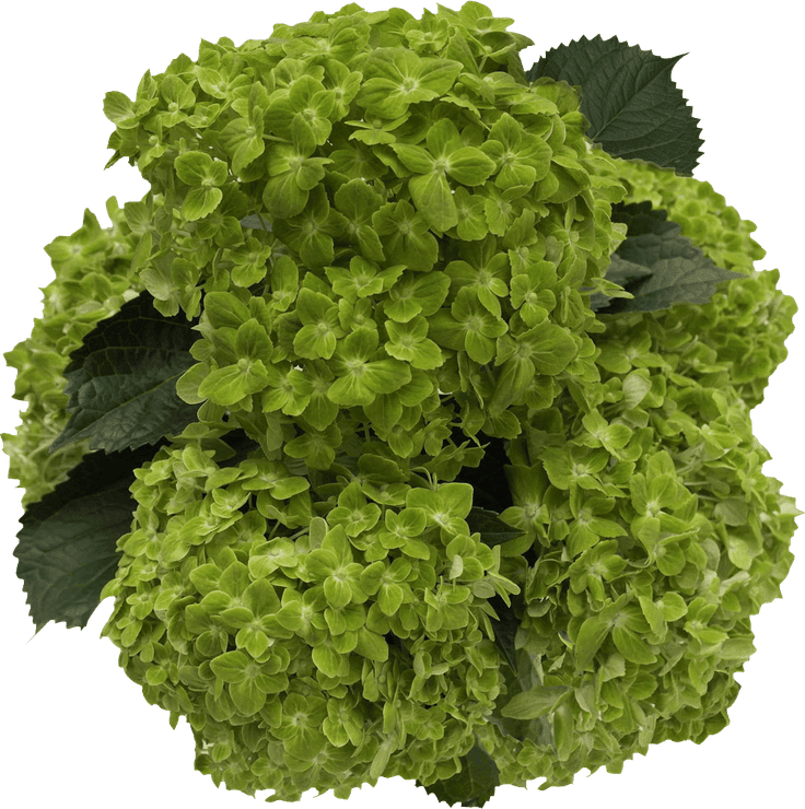 Emerald Green Flower PNG