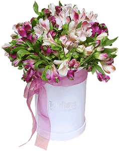 Alstroemeria Flower PNG